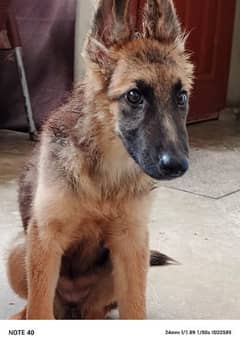 gsd female