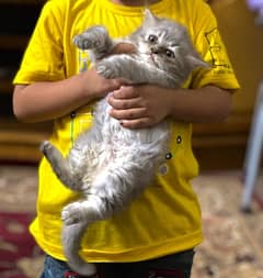 Double coat persian kitten