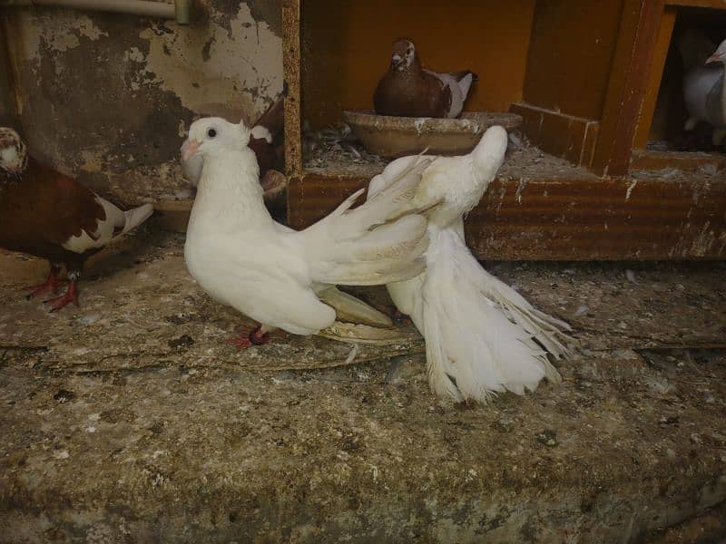 pigeon breeding pairs and chick's 1