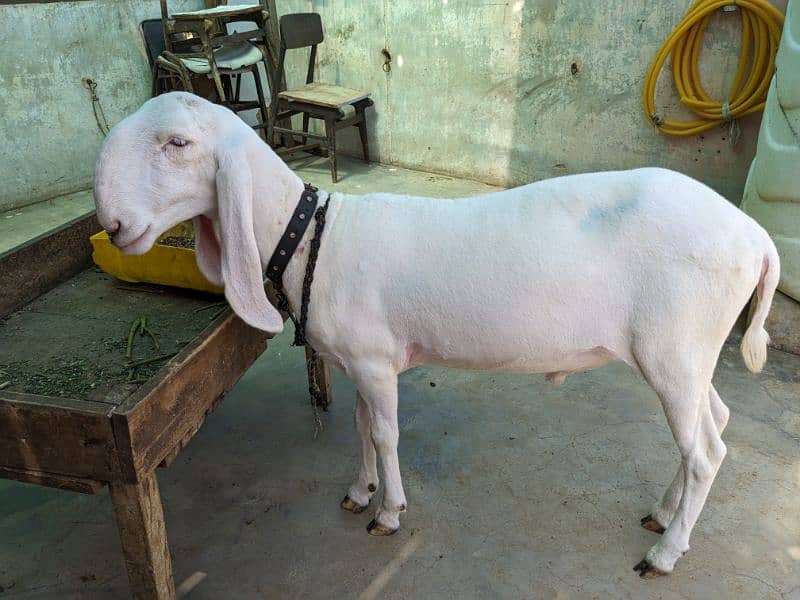 Larkana Khassi Male Sheep 0