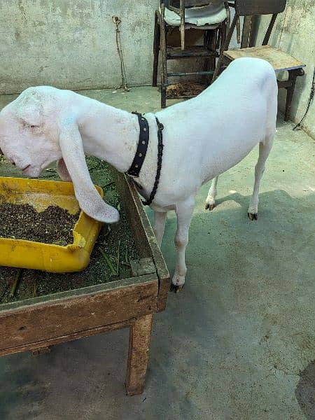 Larkana Khassi Male Sheep 1