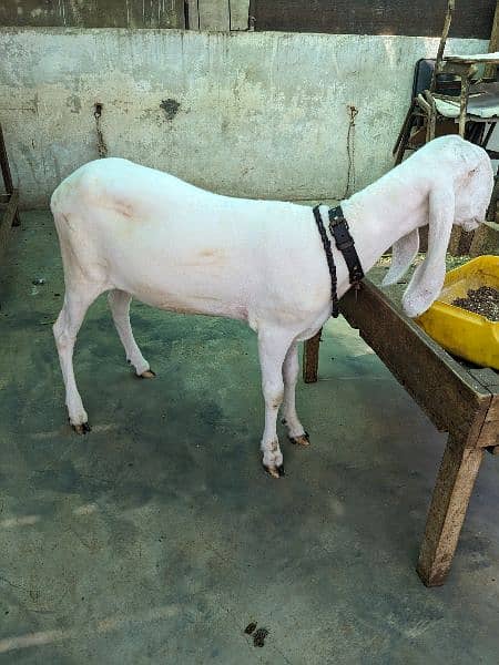 Larkana Khassi Male Sheep 2