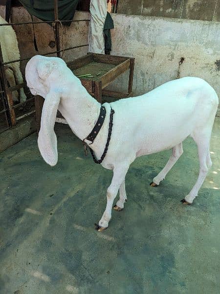 Larkana Khassi Male Sheep 3