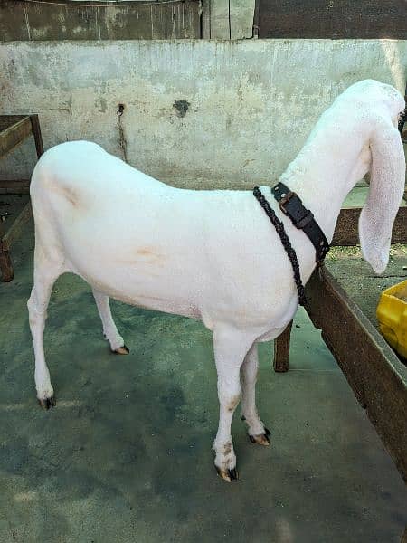 Larkana Khassi Male Sheep 4