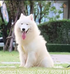 White Husky Male Imported For Stud