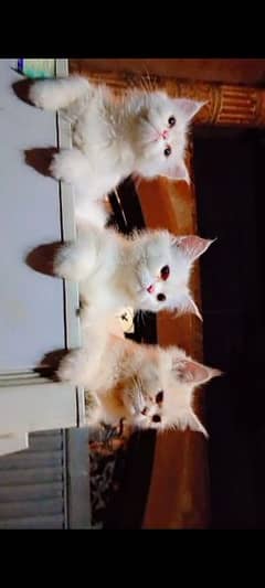 Persian cats