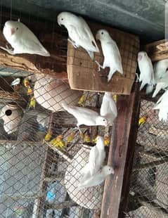 albino parrots