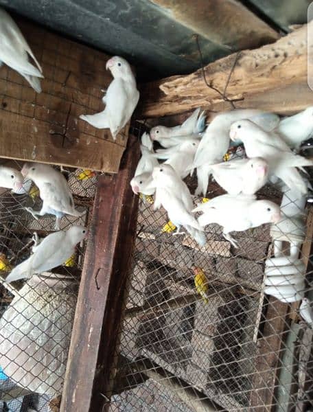 albino parrots 1