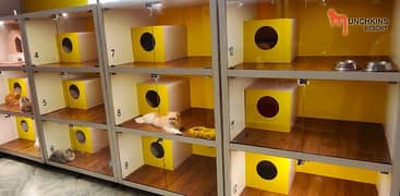 Cats Hotel & DayCare :) Dedicated luxury cat boarding facility 0