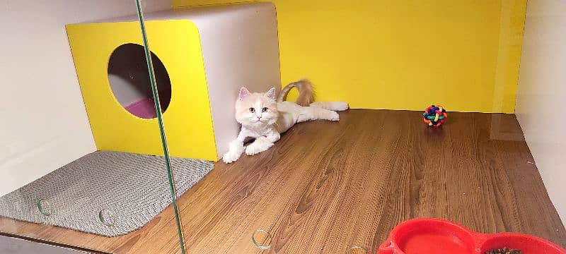 Cats Hotel & DayCare :) Dedicated luxury cat boarding facility 1