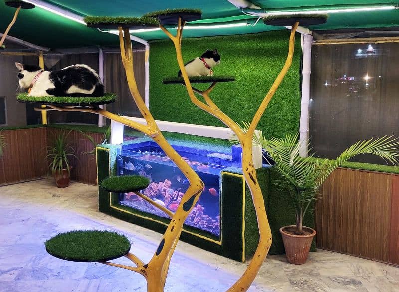 Cats Hotel & DayCare :) Dedicated luxury cat boarding facility 9