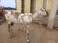 Nagra Rajanpuri Beetal and Desi goats Bakria