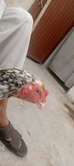 hen