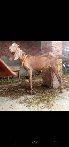 goat/bakra/makhi china/breader/gulabi/bakri