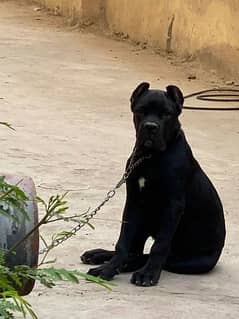 cane corso male pup available for new homes