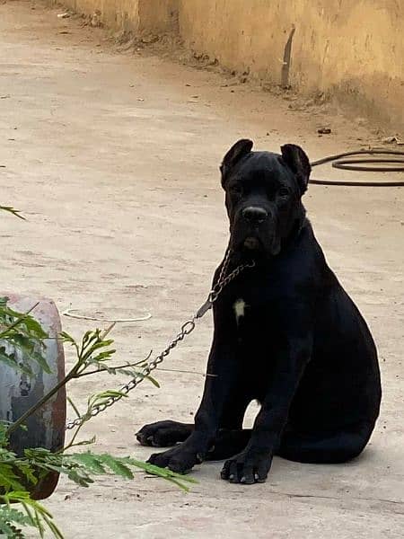 cane corso male pup available for new homes 0