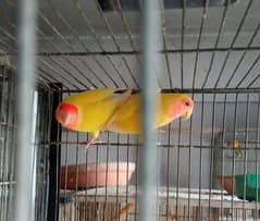 lutino fishri,lutino and colour lovebird ready to breed