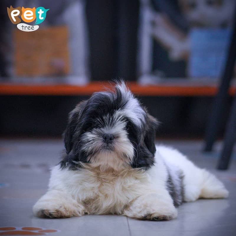 Shihtzu Puppies | High Quality Shihtzu Pedigree Pup 1