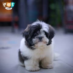 Shihtzu Puppies | High Quality Shihtzu Pedigree Pup