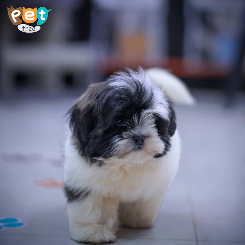 Shihtzu Puppies | High Quality Shihtzu Pedigree Pup 2