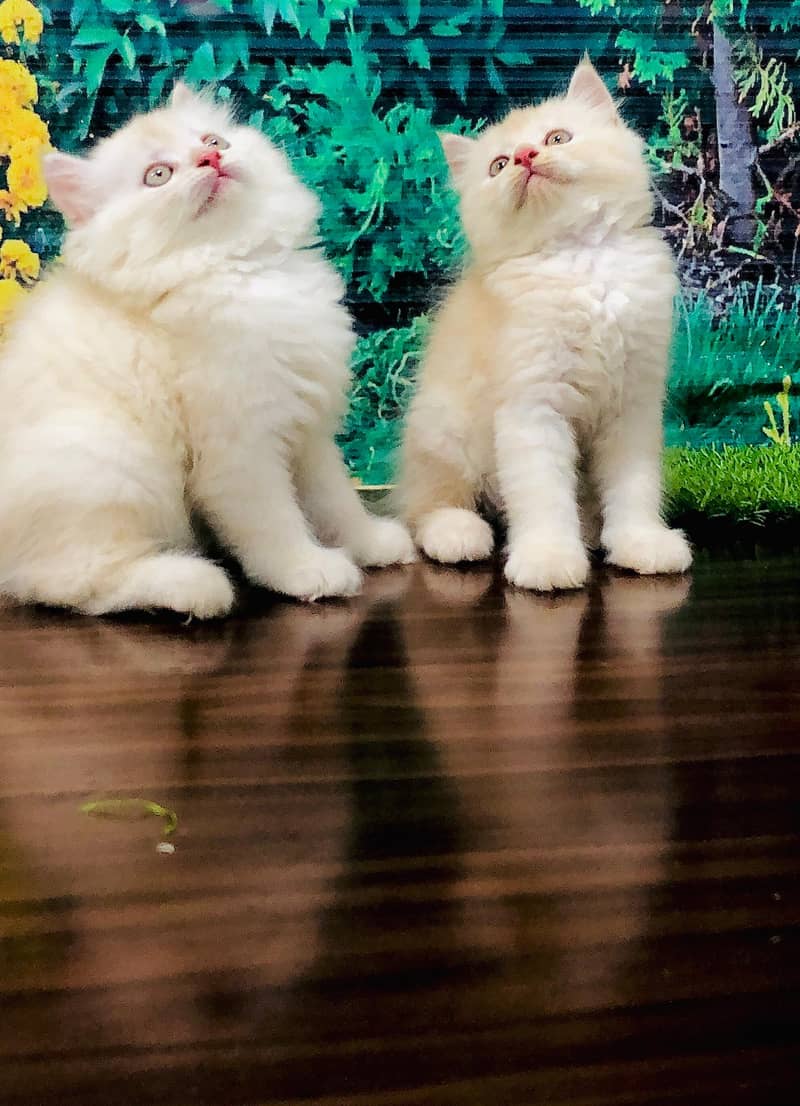 Persian kittens punch face and adult cats available 1