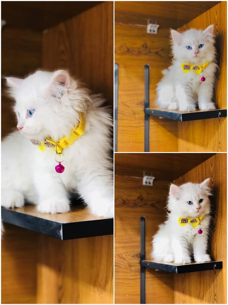 Persian kittens punch face and adult cats available 3