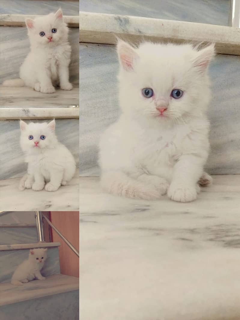 Persian kittens punch face and adult cats available 5