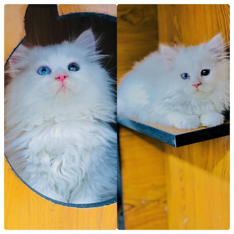 Persian kittens punch face and adult cats available 8