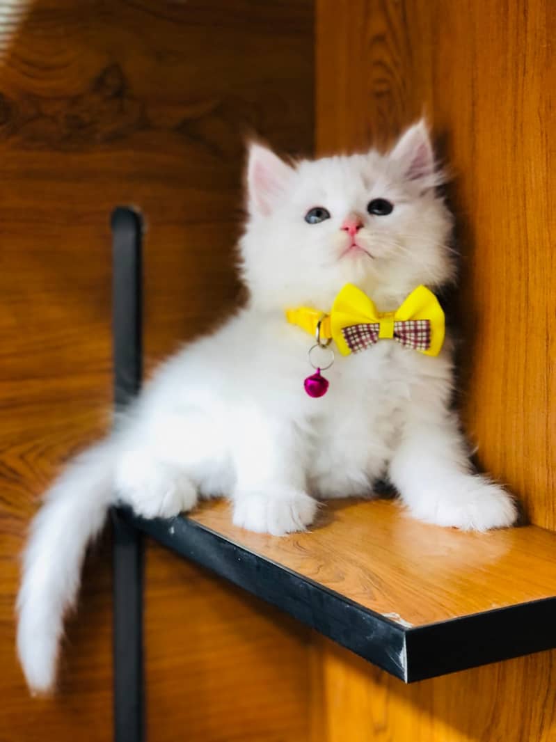 Persian kittens punch face and adult cats available 11