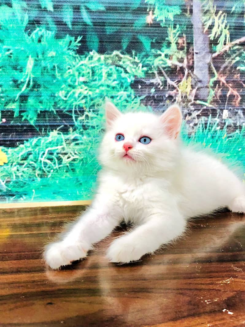 Persian kittens punch face and adult cats available 12