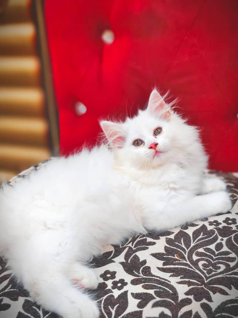 Persian kittens punch face and adult cats available 17