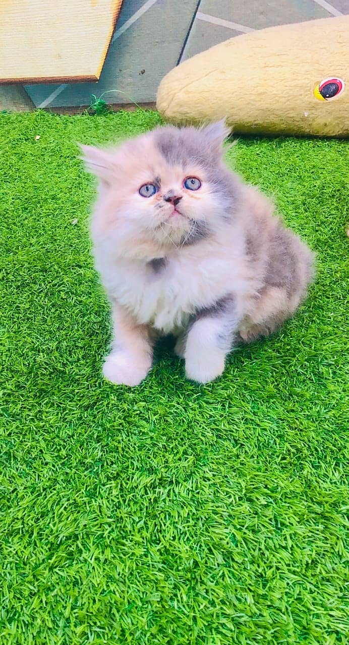 Persian kittens punch face and adult cats available 5