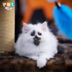 Persian Kitten | Bi Color Kitten | Top Quality Kittens