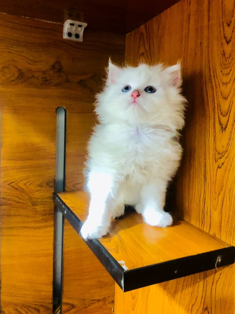 Persian kittens punch face and adult cats available 4