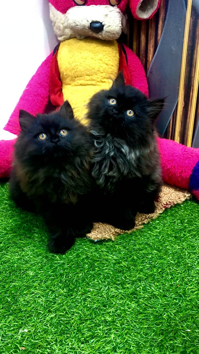 Persian kittens punch face and adult cats available 6