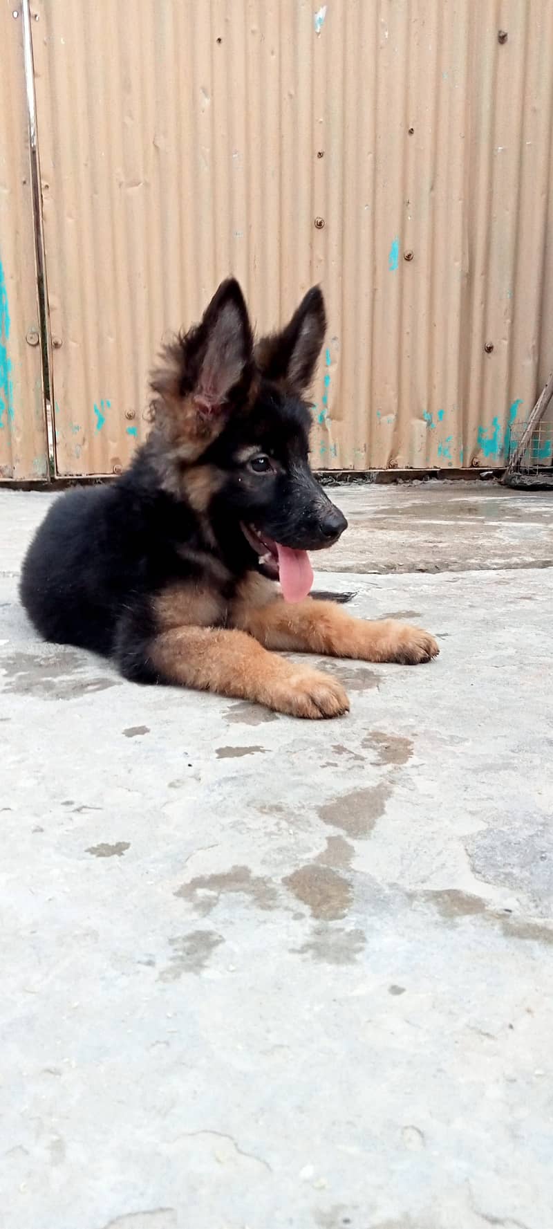 German Shepherd  | dog | GSD 0