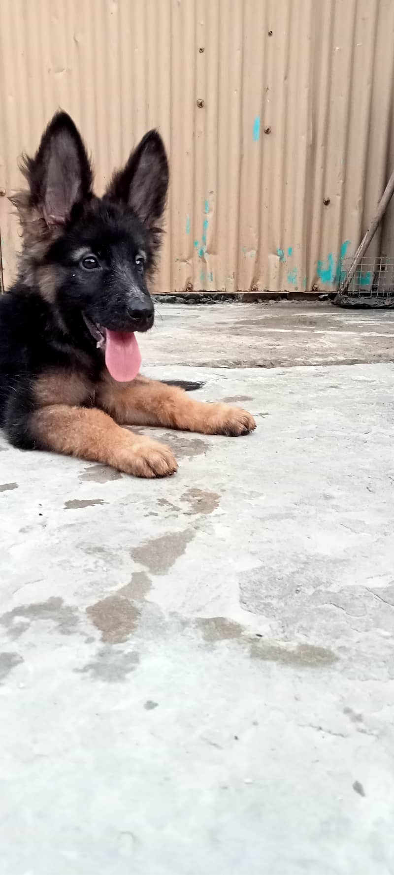 German Shepherd  | dog | GSD 1