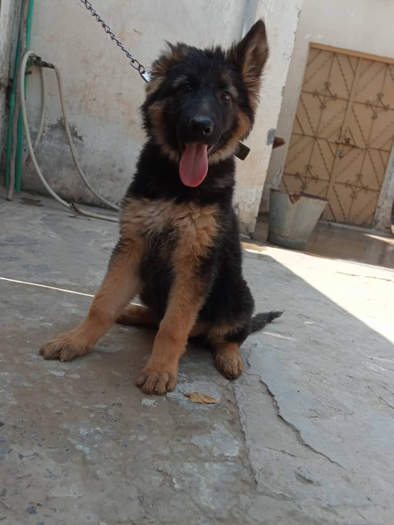 German Shepherd  | dog | GSD 2