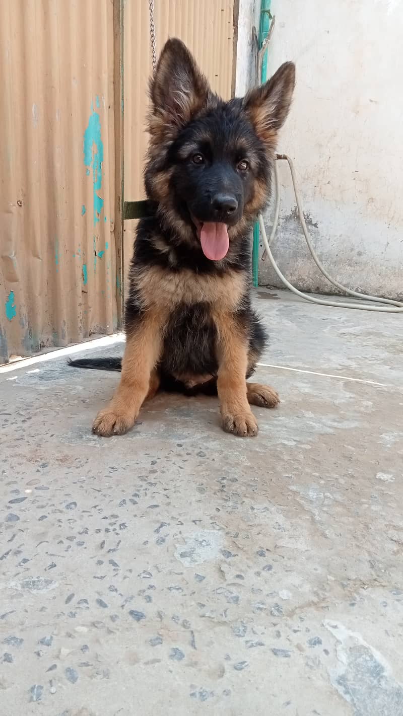 German Shepherd  | dog | GSD 3