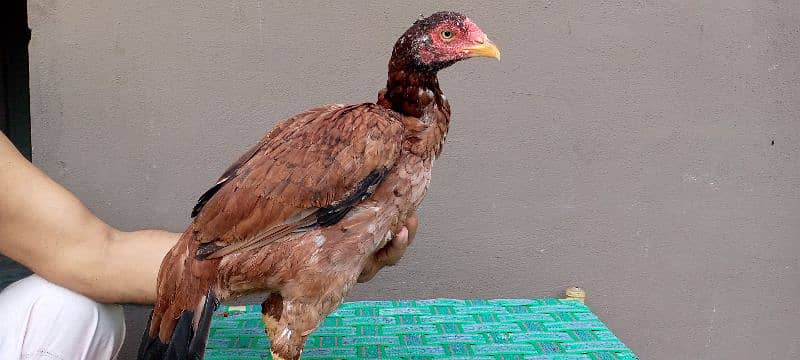 3 Aseel Hens For Sell 2