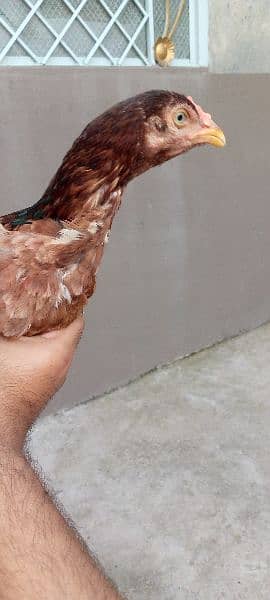 3 Aseel Hens For Sell 5