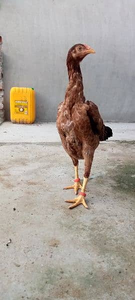 3 Aseel Hens For Sell 6