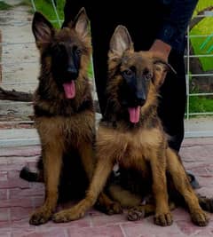 German shepherd For sale