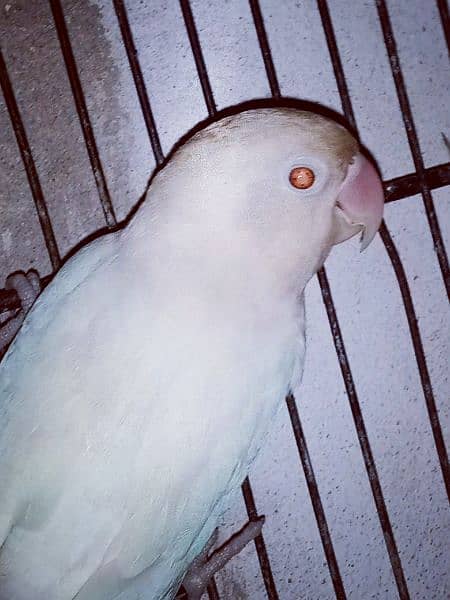 albino red eye 2000 1