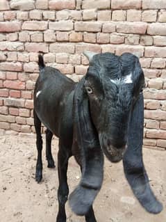 pure Desi Bakra andal h