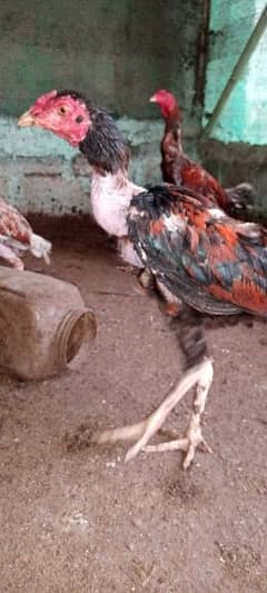 Aseel hens for sale