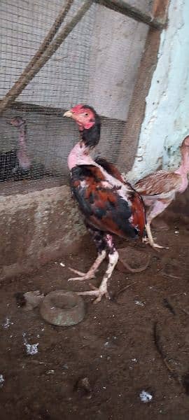 Aseel hens for sale 1