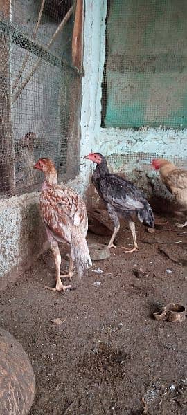 Aseel hens for sale 2