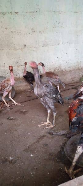 Aseel hens for sale 3