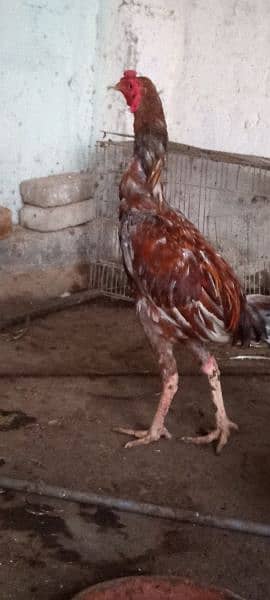 Aseel hens for sale 4